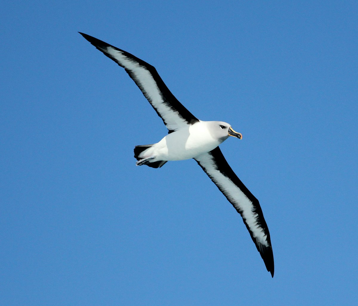 Grey-headed albatross (Toroa)