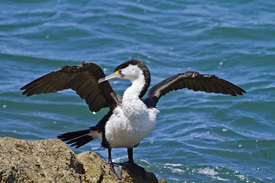 Pied shag (Kāruhiruhi)