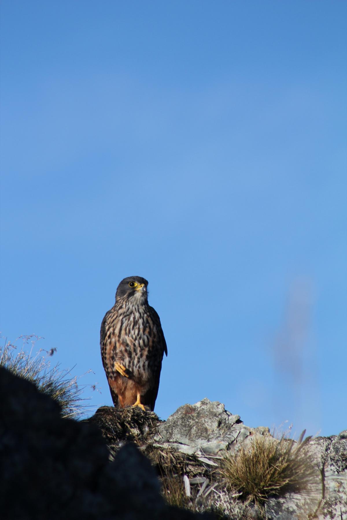 New Zealand falcon New Zealand Birds Online