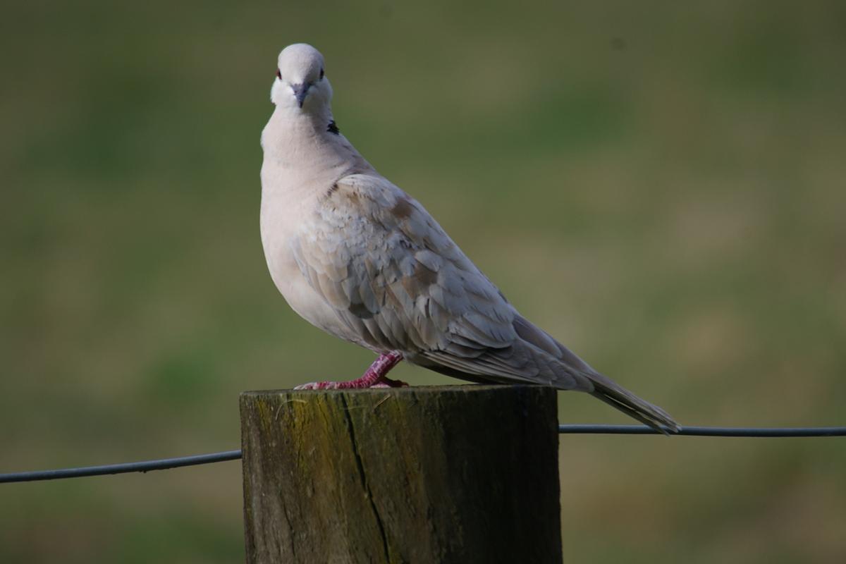 Barbary dove | New Zealand Birds Online