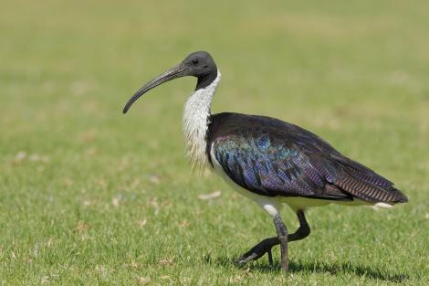Featured image of post Íbis Animal / But few species attract human attentions as ibis now do in australia.