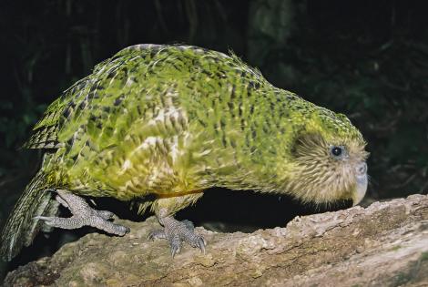 Kakapo. Adult male (Sirocco). Maud Island. Image &copy; Dylan van Winkel by Dylan van Winkel