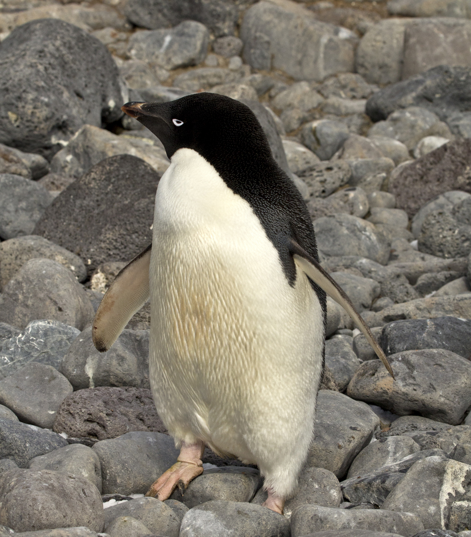 Adelie penguin 様オーダー Adelie penguin 様オーダー