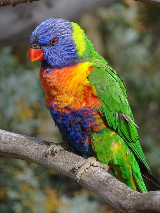 Rainbow Lorikeet Rainbow Lorikeet - Birds4U