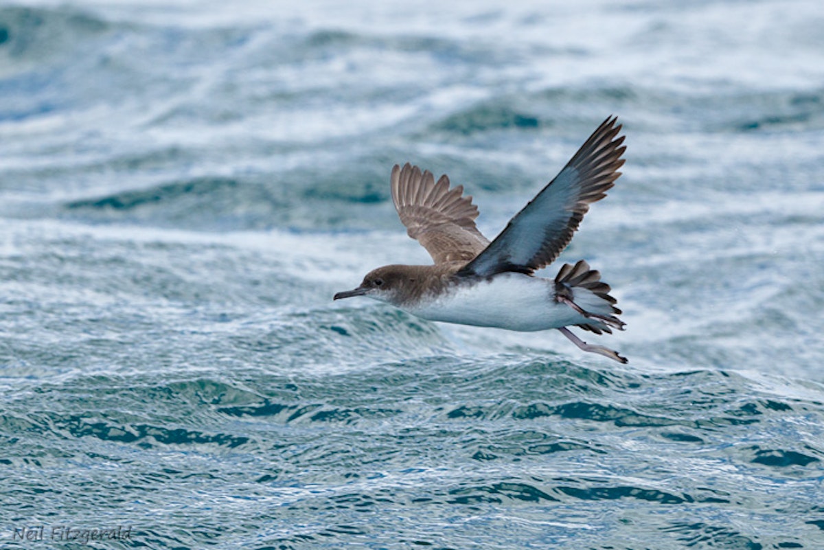 Pakaha Fluttering shearwater | Pakahā | New Zealand Birds Online