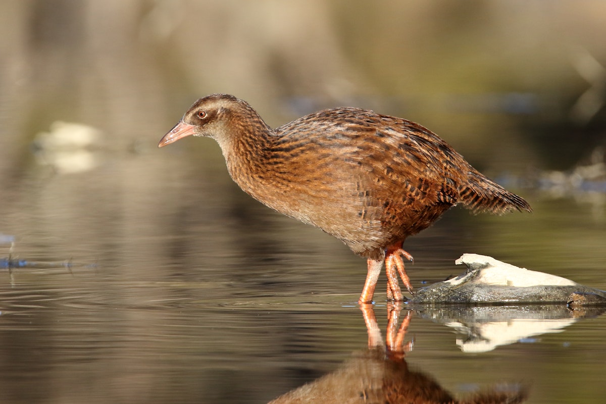 Weka | New Zealand Birds Online