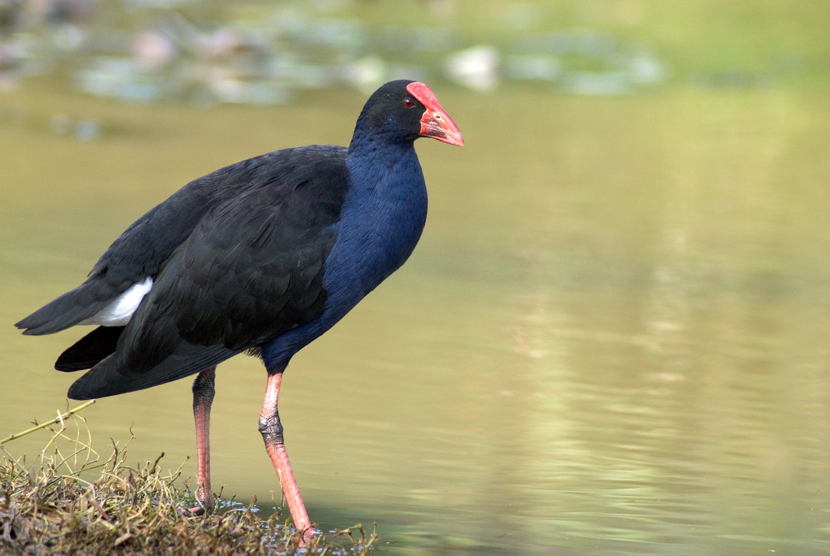 Pukeko Labels Pūkeko | Pukeko | New Zealand Birds Online