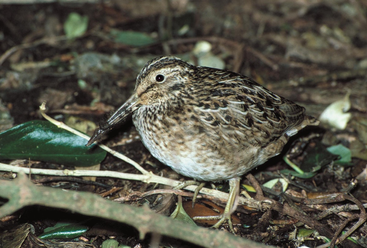 Chatham Island snipe | New Zealand Birds Online