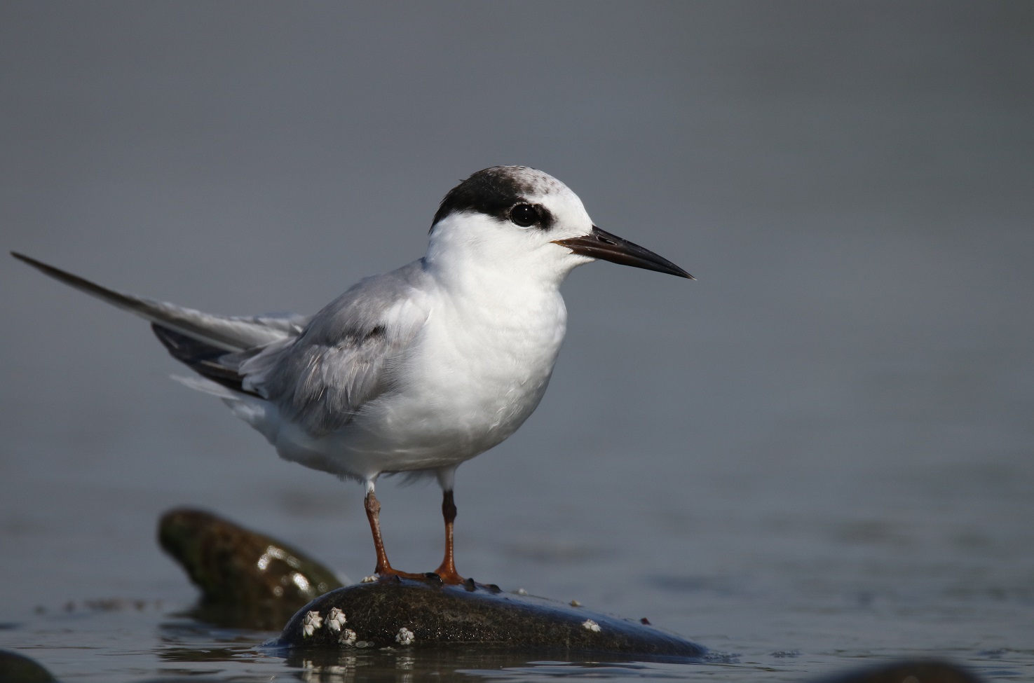 Birds Little Tern クランベリー 1605 Little tern | Tara teo | New Zealand Birds Online