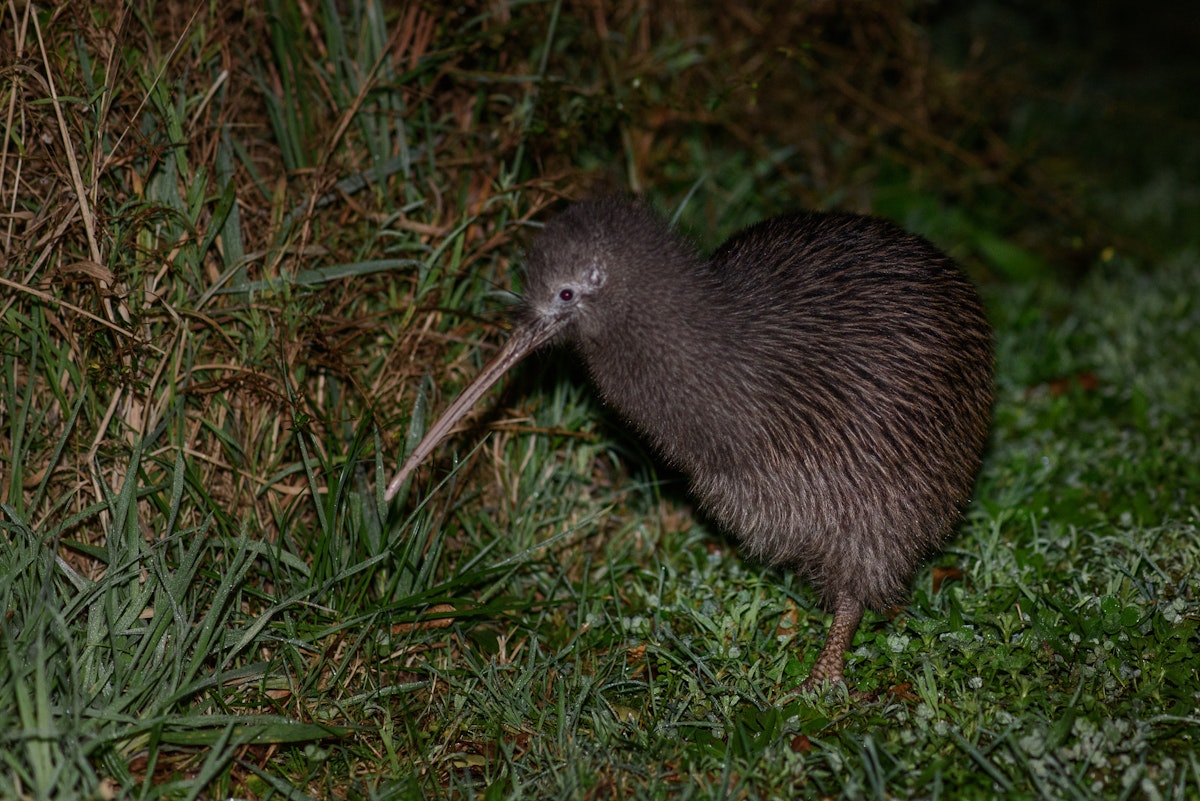 Rowi Rowi | Okarito brown kiwi | New Zealand Birds Online