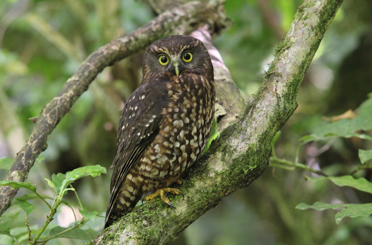 Nz Native Ruru Ruru | Morepork | New Zealand Birds Online
