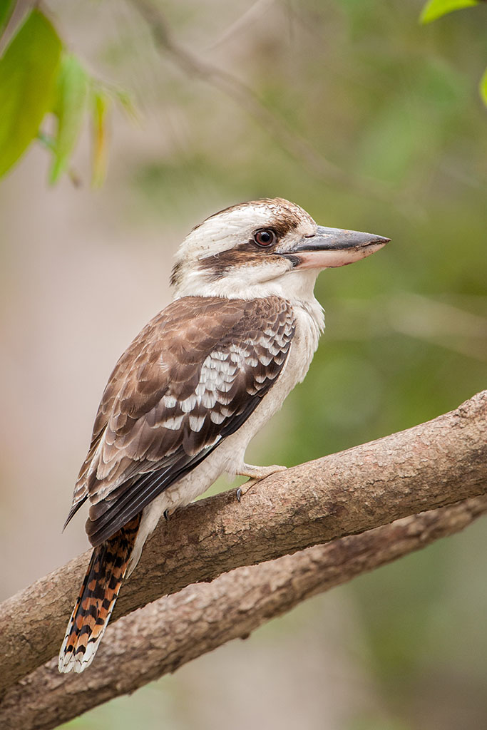 Laughing kookaburra | New Zealand Birds Online