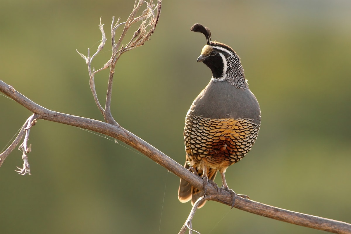 Qual Images Quail Bird Pictures Bird 300 – California Quail – Bird Of The Week