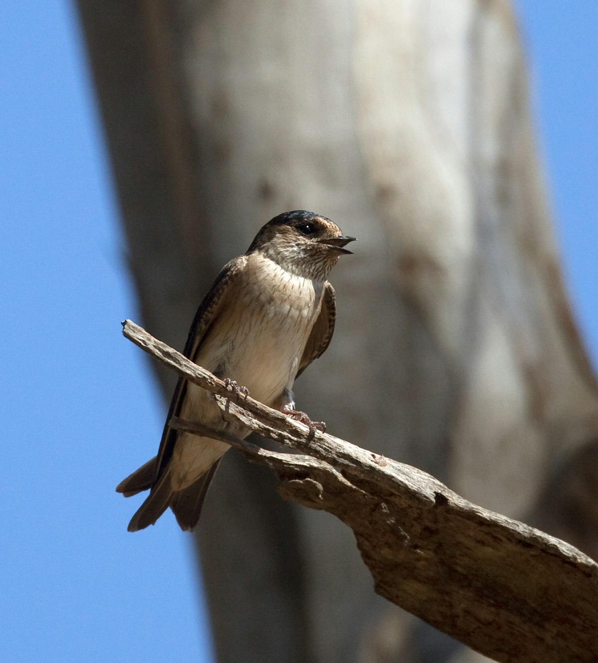 Tree Martin Rump White Tree martin | New Zealand Birds Online