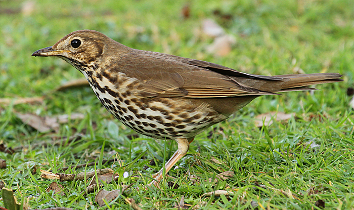 Female thrush discount