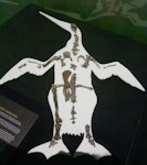 Waipara penguin. Composite skeleton (with Mannering's penguin) including skull, vertebrae, furcula, scapula, coracoid, humerus, carpometacarpus, tarsometatarsus and femur, Canterbury Museum zfa33 and zfa34. Waipara Greensand, Waipara River, Canterbury. Image © Alan Tennyson by Alan Tennyson.