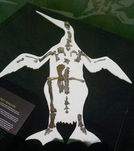Waipara penguin. Composite skeleton (with Mannering's penguin) including skull, vertebrae, furcula, scapula, coracoid, humerus, carpometacarpus, tarsometatarsus and femur, Canterbury Museum zfa33 and zfa34. Waipara Greensand, Waipara River, Canterbury. Image © Alan Tennyson by Alan Tennyson.
