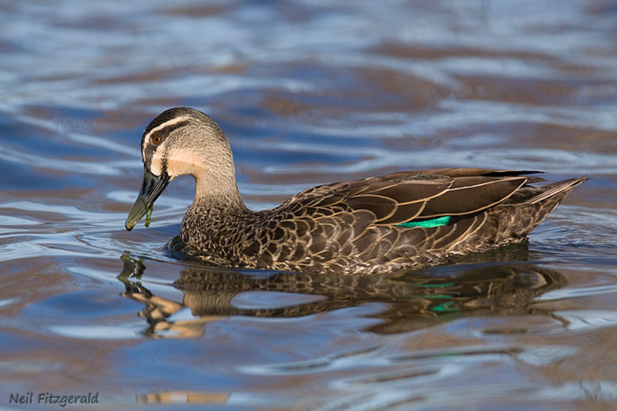 Grey Duck* Grey Duck*