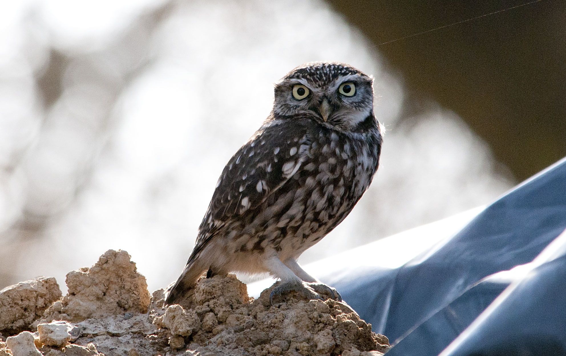 Little owl | Ruru nohinohi | New Zealand Birds Online