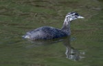 New Zealand dabchick | Weweia. Juvenile. Auckland Botanic Gardens, December 2010. Image © Philip Griffin by Philip Griffin.