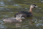 New Zealand dabchick | Weweia. Juvenile and adult. Auckland Botanic Gardens, December 2010. Image © Philip Griffin by Philip Griffin.