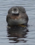 New Zealand dabchick | Weweia. Immature. Waimanu Lagoon, Waikanae, April 2015. Image © Alan Tennyson by Alan Tennyson.