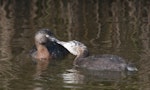 New Zealand dabchick | Weweia. Adult feeding juvenile. Auckland Botanic Gardens, December 2010. Image © Philip Griffin by Philip Griffin.