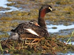 Australasian little grebe | Tokitokipio. Adult with chick on back (approx 3 days old) on floating nest. Tikipunga, November 2019. Image © Scott Brooks (ourspot) by Scott Brooks.