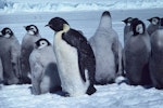 Emperor penguin. Adult with chicks. Dumont D'Urville Station, Antarctica, January 1981. Image © Department of Conservation ( image ref: 10029733 ) by Brian Ahern..