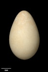 King penguin | Tokoraki. Egg 104.0 x 64.8 mm (NMNZ OR.011473, collected by Christopher Robertson). Lusitania Bay, Macquarie Island, February 1965. Image © Te Papa by Jean-Claude Stahl.