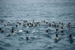King penguin | Tokoraki. Adults in water. Macquarie Island, January 1993. Image © Department of Conservation ( image ref: 10032725 ) by Chris Robertson..