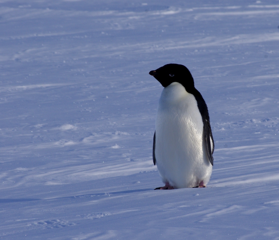 Adelie penguin 様オーダー Adelie penguin 様オーダー