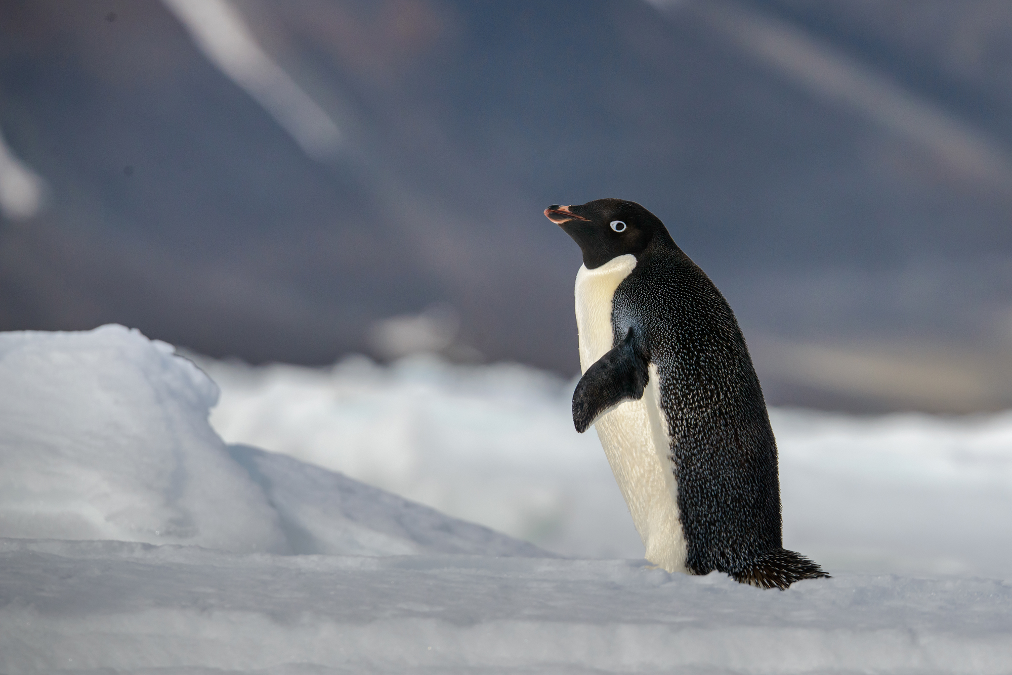 Adelie penguin 様オーダー Adelie penguin 様オーダー Adelie Penguin 28 inch — ANIMAL MAKERS