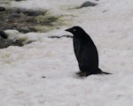 Adelie penguin. Melanistic adult. King George Island, South Shetland Islands, December 2007. Image © Colin Miskelly by Colin Miskelly.