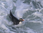 Fiordland crested penguin | Tawaki. Adult swimming. Taumaka, Open Bay Islands, September 2017. Image © Tim Poupart by Tim Poupart.
