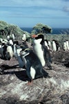 Snares crested penguin | Pokotiwha. Adult with fully grown chicks. Above Sinkhole Flat, The Snares, January 1986. Image © Alan Tennyson by Alan Tennyson.
