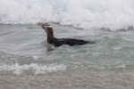 Yellow-eyed penguin | Hoiho. Adult swimming in surf before landing. Otago Peninsula, December 2012. Image © Philip Griffin by Philip Griffin.