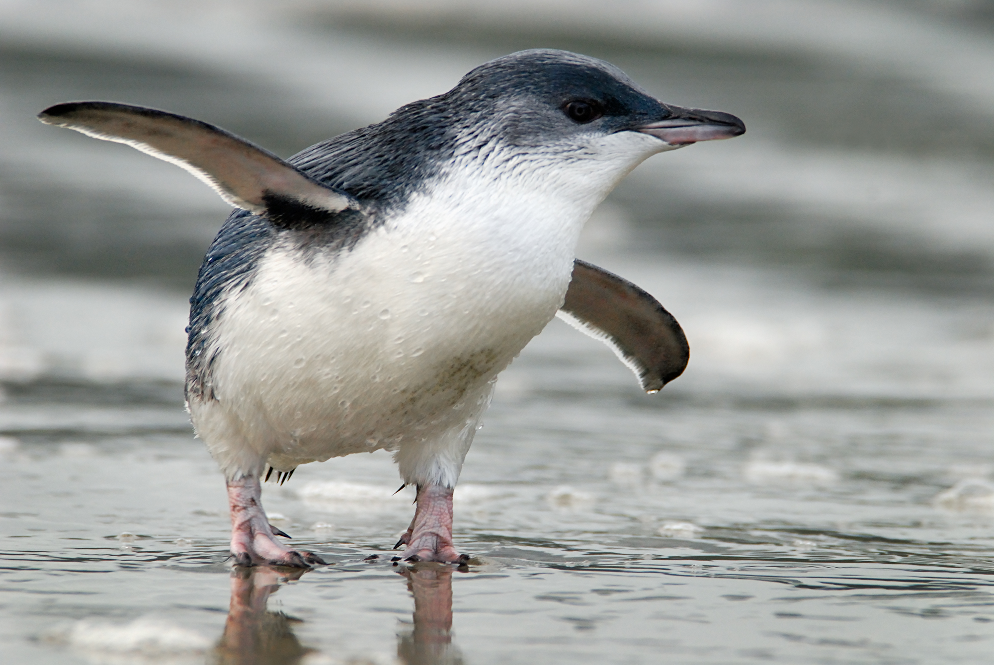 Short penguin best sale