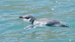 Little penguin | Kororā. White-flippered adult swimming. Akaroa Harbour, December 2012. Image © Philip Griffin by Philip Griffin.