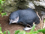 Little penguin | Kororā. Adult in daylight. Star Keys, Chatham Islands. Image © Adam Bester by Adam Bester.