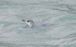 Little penguin | Kororā. White-flippered penguin swimming. Akaroa Harbour, December 2012. Image © Philip Griffin by Philip Griffin.