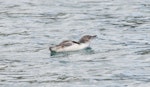 Little penguin | Kororā. White-flippered penguin washing at sea. Akaroa Harbour, December 2012. Image © Philip Griffin by Philip Griffin.