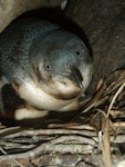 Little penguin | Kororā. Adult on nest with oil on feathers and eggs. Mauao, Mt Maunganui, Bay of Plenty, November 2001. Image © Paul Cuming by Paul Cuming.