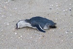 Little penguin | Kororā. Dead bird washed up on beach. Pakiri Beach, November 2011. Image © Raewyn Adams by Raewyn Adams.