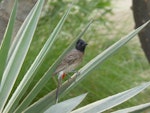 Red-vented bulbul. Adult. Dubai, May 2015. Image © Joke Baars by Joke Baars.