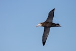 Wandering albatross | Toroa. Juvenile in flight. At sea off Otago Peninsula, June 2022. Image © Oscar Thomas by Oscar Thomas.