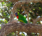 Rainbow lorikeet. Adult (one of two birds). Waitara River mouth, Taranaki, October 2019. Image © Steve Purdon by Steve Purdon.