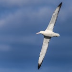 Southern royal albatross | Toroa. Adult. At sea off the Snares Islands, January 2018. Image © Mark Lethlean by Mark Lethlean.