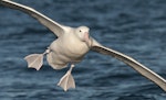 Southern royal albatross | Toroa. Adult landing on water. Kaikoura pelagic, January 2010. Image © Philip Griffin by Philip Griffin.