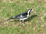 Magpie-lark. Adult female. Olympic Park, New South Wales, Australia, October 2014. Image © Alan Tennyson by Alan Tennyson.